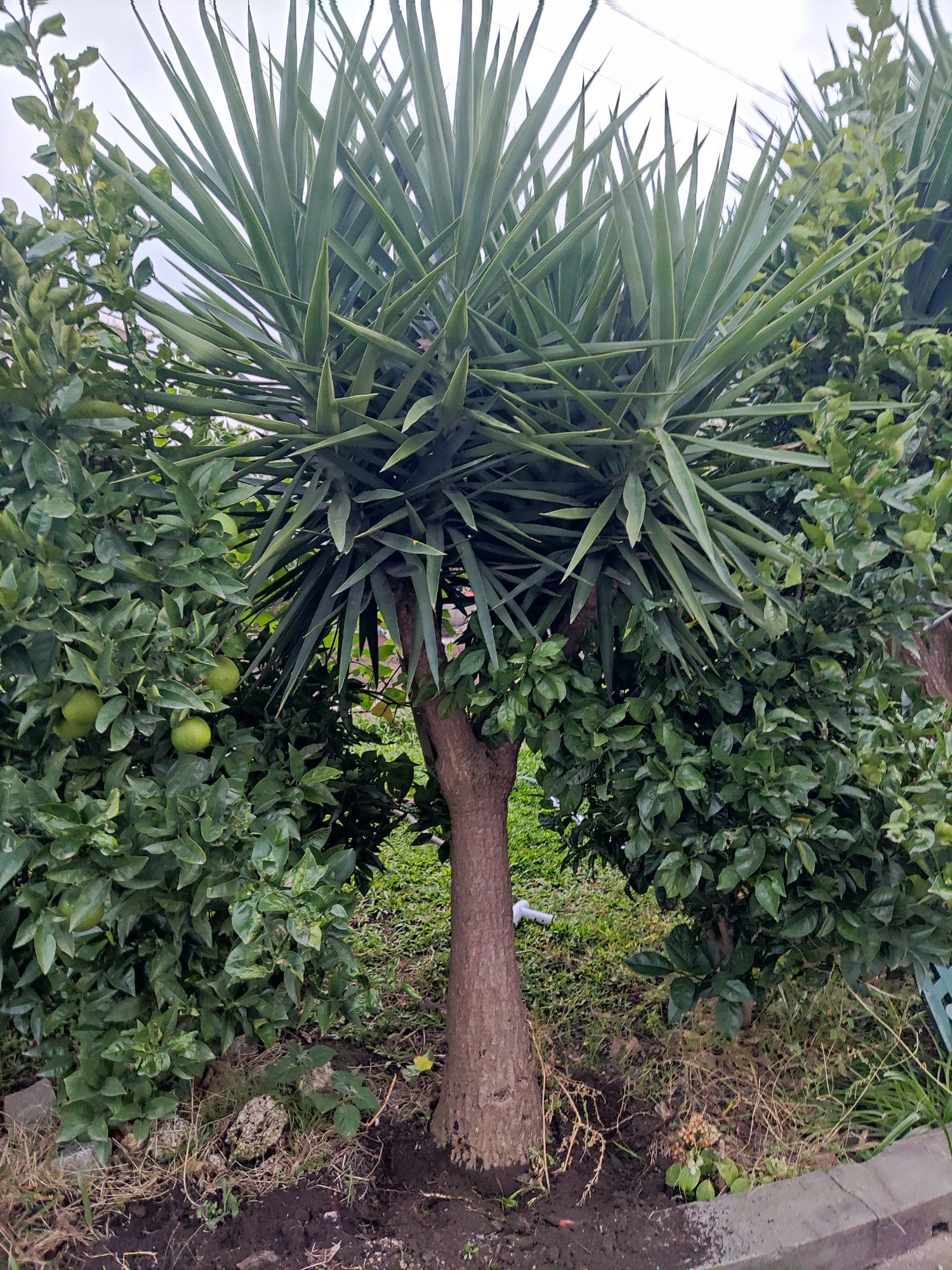 Yucca com 2 metros