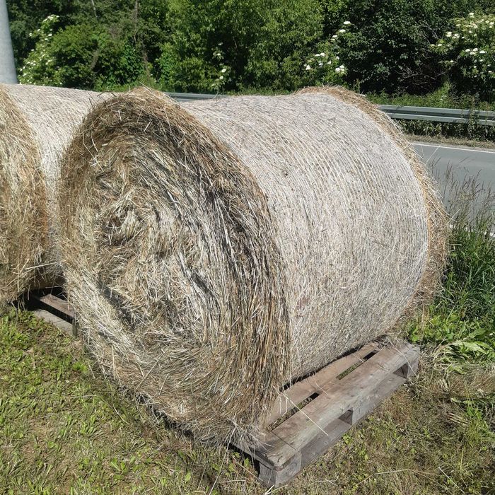 Siano bale zbiór 2025