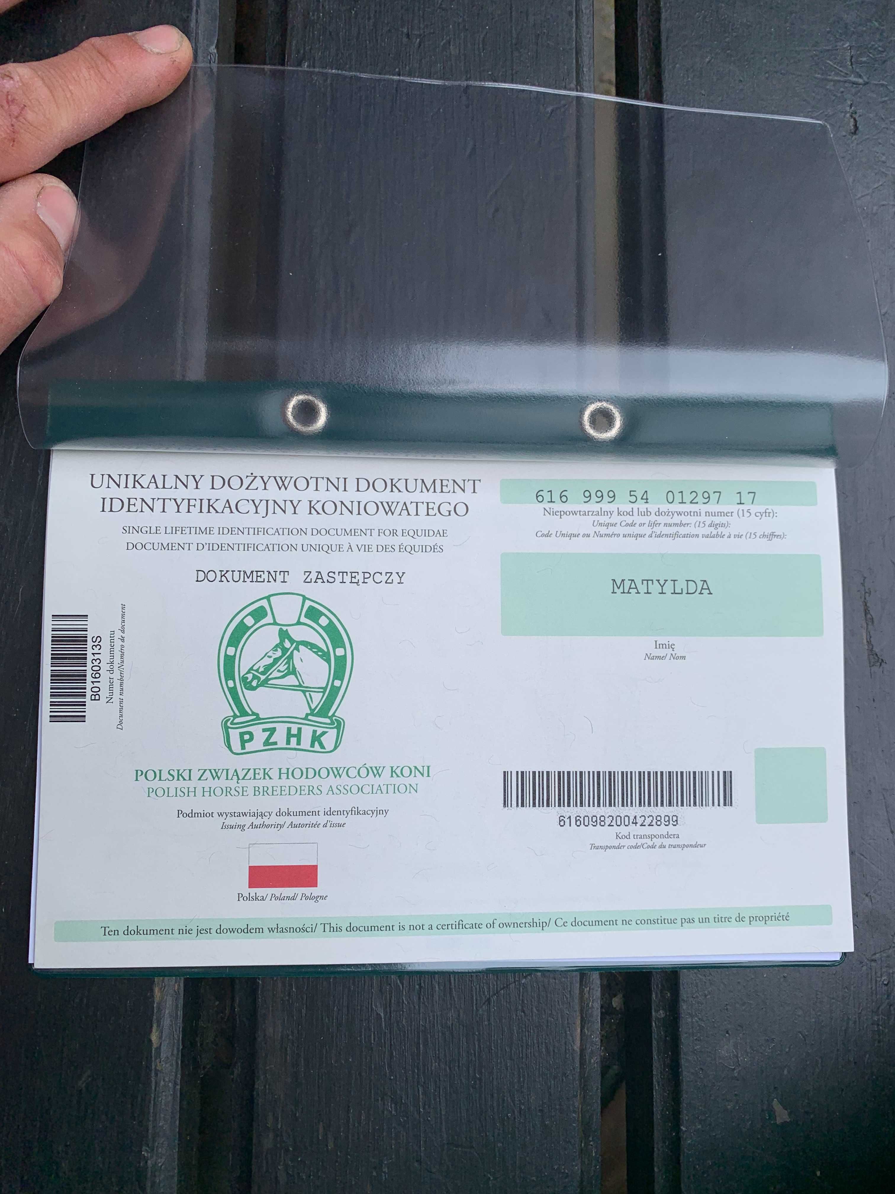 Sprzedam konia rasy hucuł i kuca