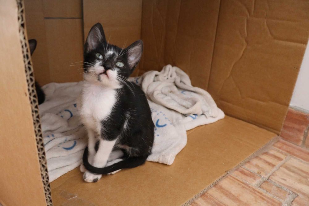 4 Gatinhos à procura de família – Tavira (Algarve)