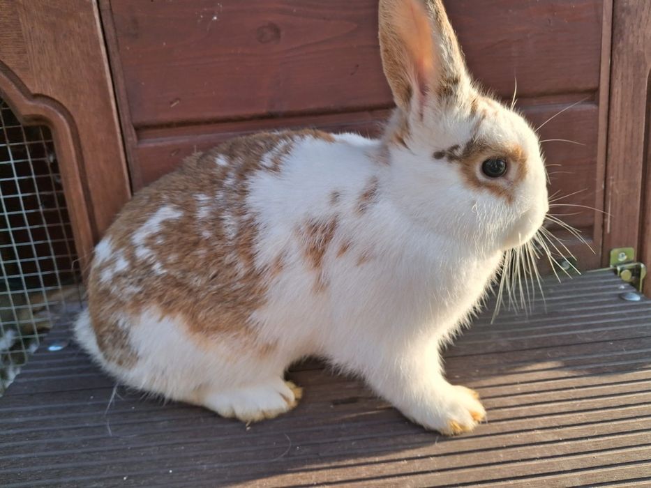 Króliki na sprzedaż