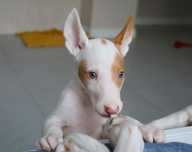 Ibizian Hound com 3 meses