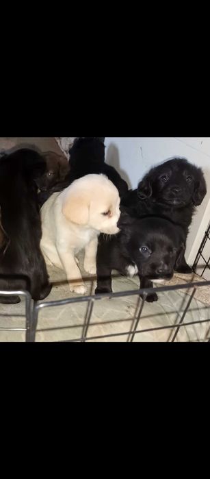 Szczeniaki do oddania