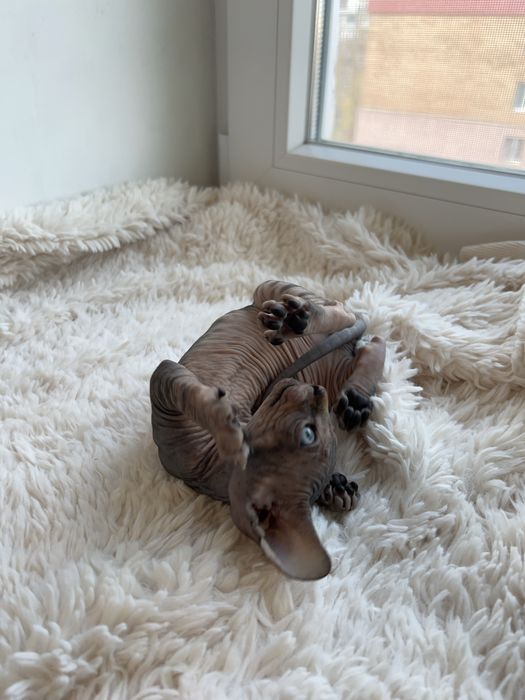 Канадський сфінкс кошеня/Канадский сфинкс котенок