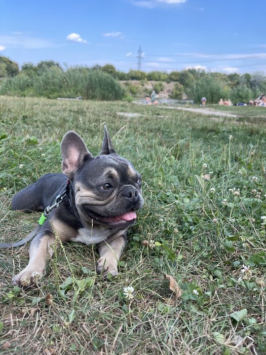 Вязка случка французский бульдог ищет невесту француз спаривание