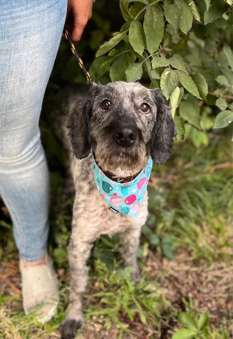 7 lat żył w kojcu.. piesio w typie spaniela. Adoptuj! Pomoz