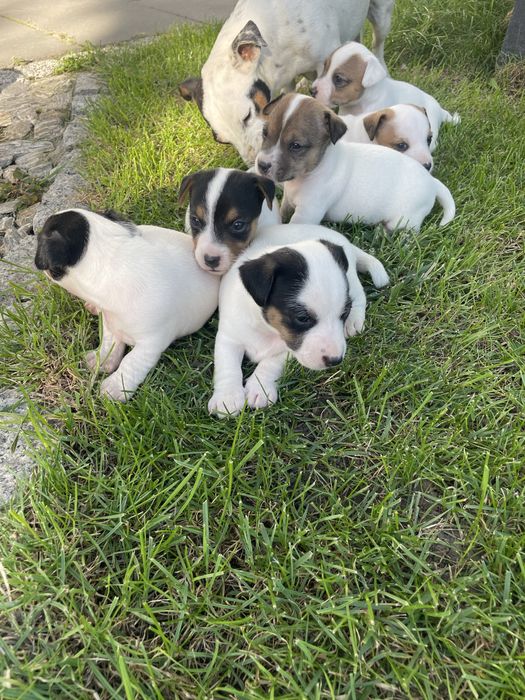 Mały Reksio Jack Russell Terrier