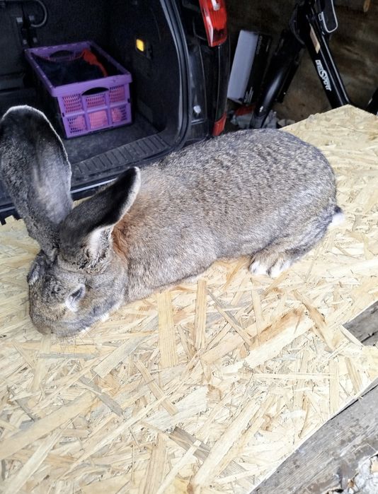 Samica królika belgijskiego szarego