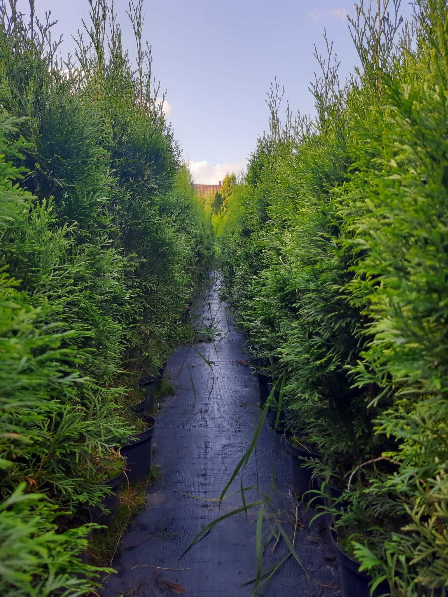 Tuja Tuje Szmaragd Busko-Zdrój 120 - 130 cm z gruntu, Żywopłot 22 zł