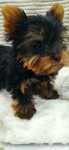 Yorkshire. York terrier. Miniaturka