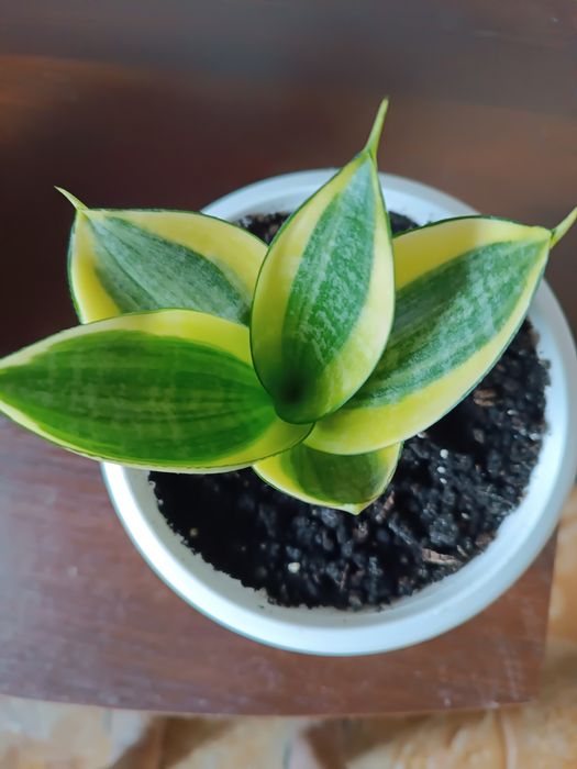 Сансевієрія хані Голд