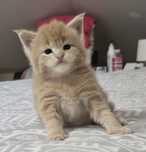 Kremowy kocurek Maine Coon Felis Polonia