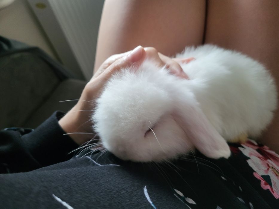 Króliczki Mini Lop WYPRAWKA miniaturki karzełki małe baranki hodowla