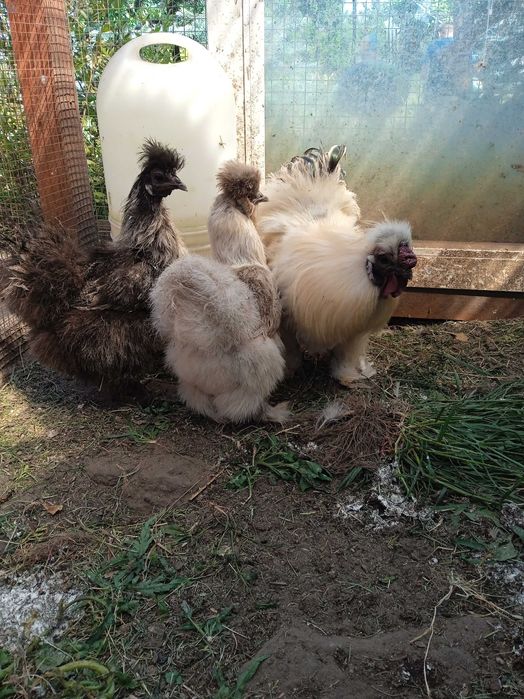 Silki, kochin miniaturowy, Białoczub jaja lęgowe