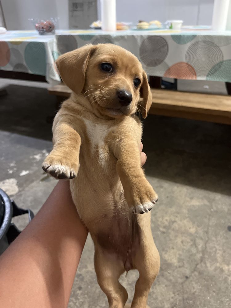 Cao bebe arraçado