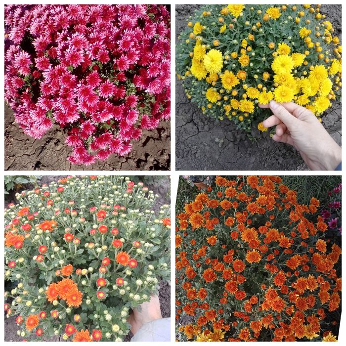Хризантема мультифлора корейка Харків