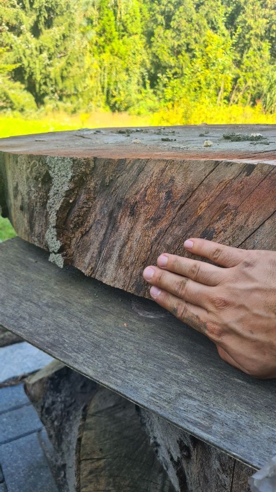 Plastry drzewa bukowego krążki kręgi foszty buk buczyna