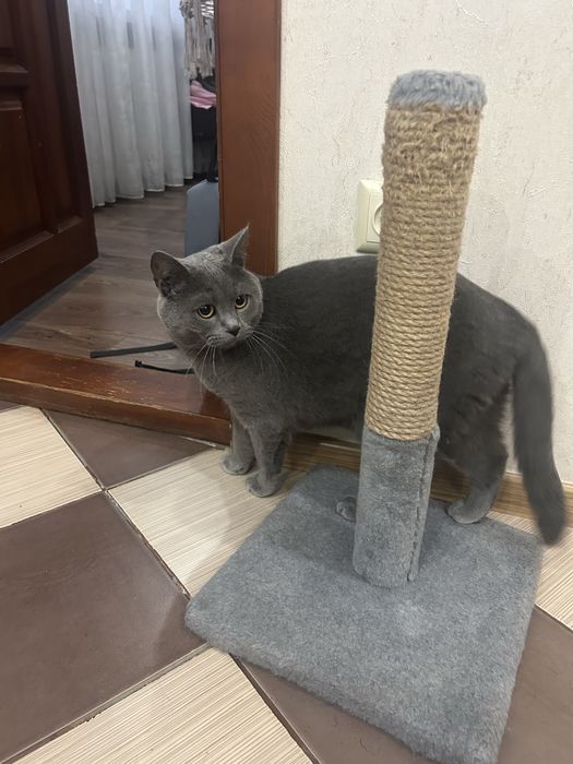 Відам в добрі руки котика