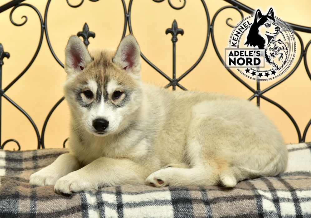 Щенки хаски, документы ксу