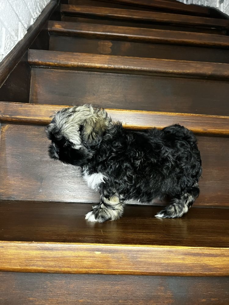 Urokliwy Piesek Shih Tzu Gotowy Do Odbioru