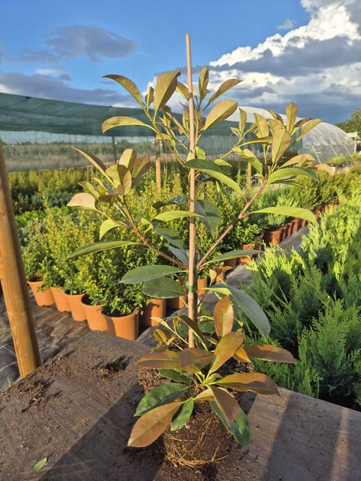 Photinea x fraseri 'Red Robin' V2,5L (30-50)