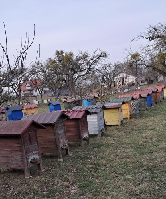 RODZINY PSZCZELE , pakiety ULE  WARSZAWSKIE poszerzane lub zwykle