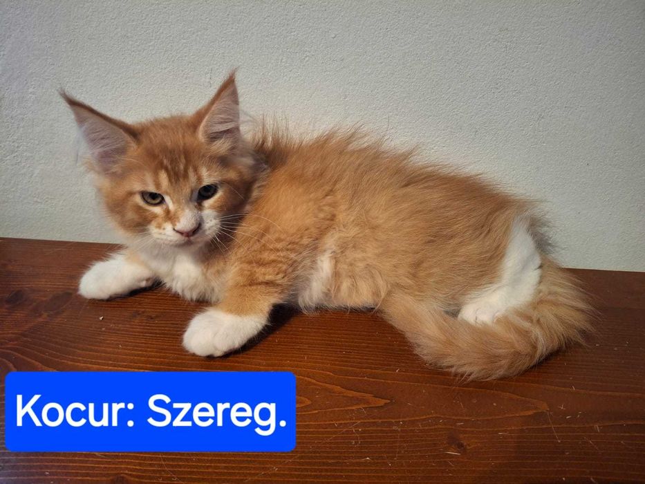Maine Coon - Kocur Szereg - Rudy z bielą.