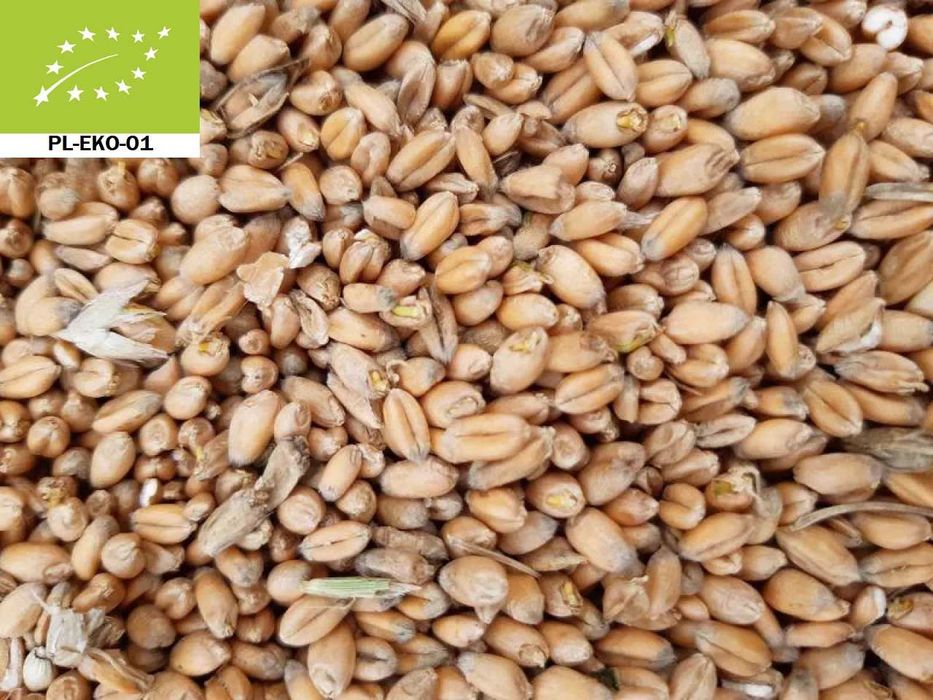 Pszenica ekologiczna z certyfikatem *wysyłka*