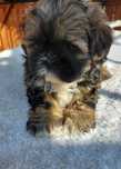 Shih-tzu chlopiec