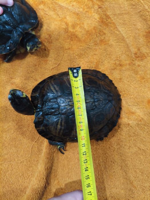 Żółwie wodno lądowe