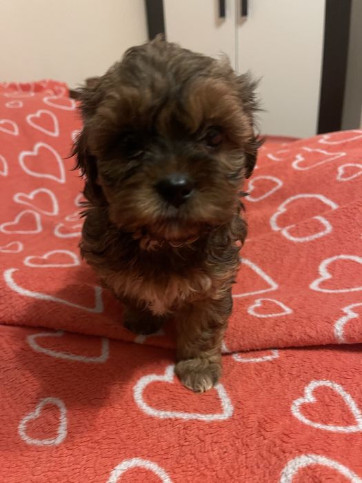 Shihpoo- uroczy piesek pudel, shih tzu