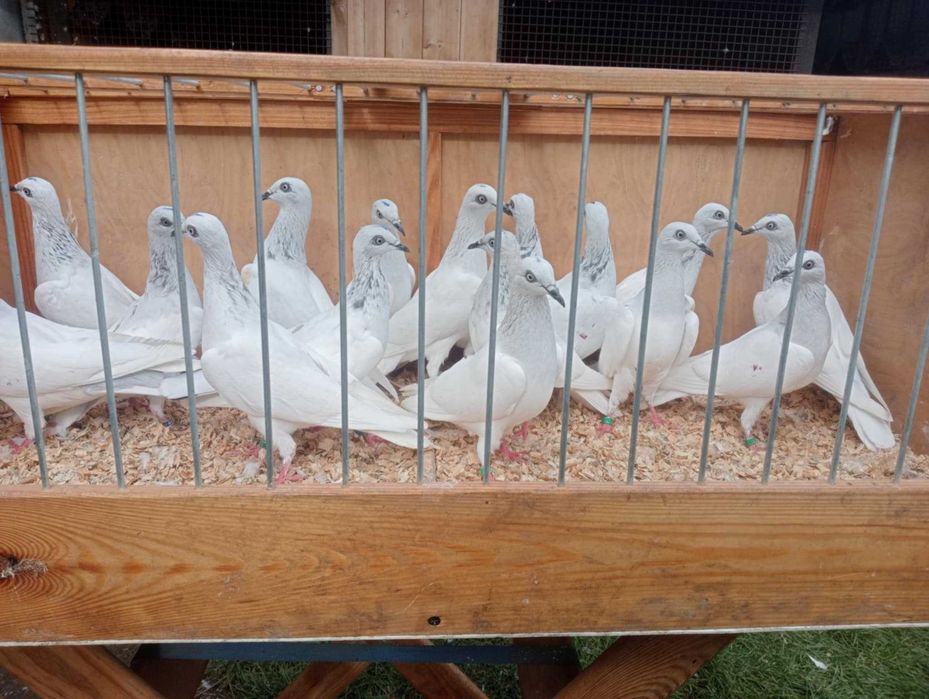 Gołębie jasne pasiaki