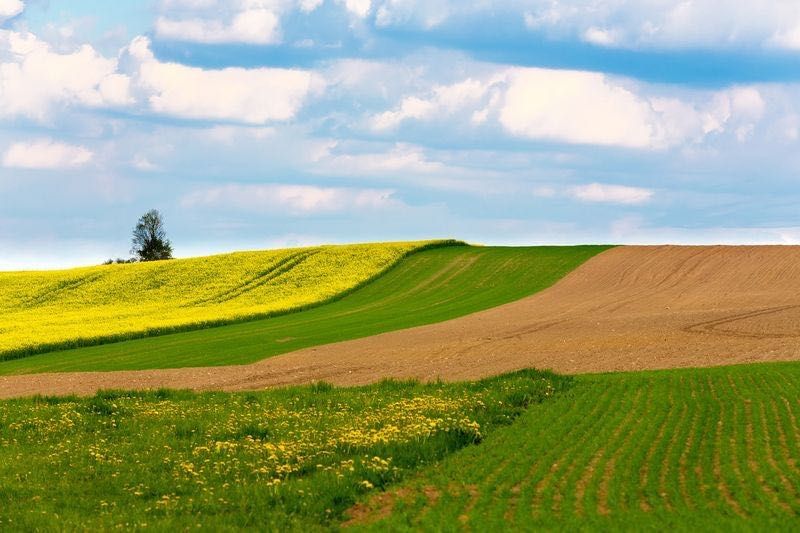 Wydzierżawię ziemię rolną