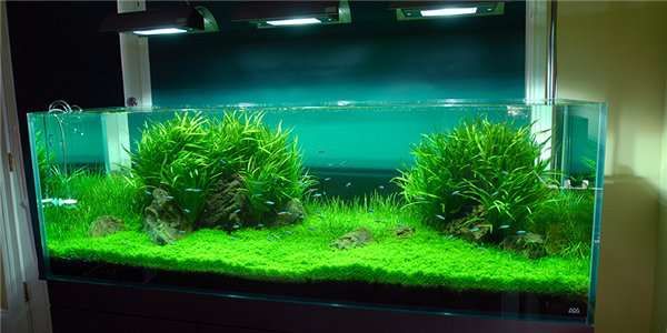 Хемиантус Куба. Растение для вашего аквариума