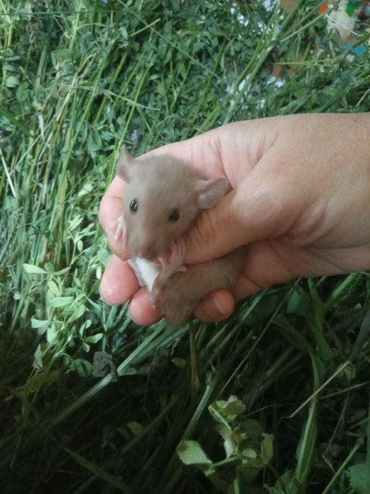 Криски добрі та лагідні білі чорні сфінкс криса доставка щурик клітк