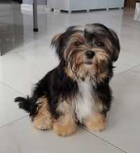 Yorkshire Terrier Morkie suczka