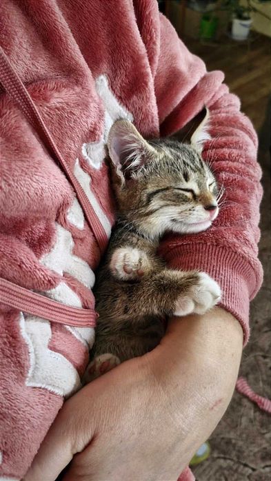 Найніжніша маленька принцеса Ліса