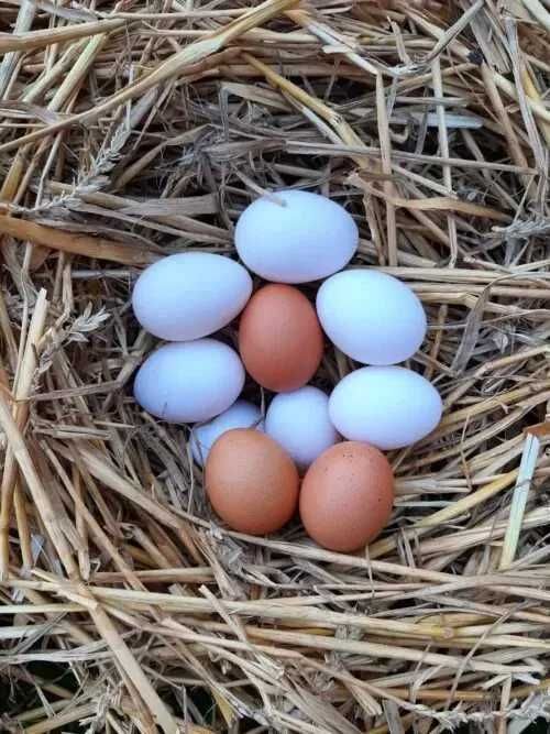 Wiejskie jajka od 0,6 zł - 1,3 zł