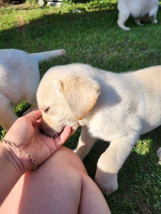 Suczka Labradory Retriever Biszkoptowe