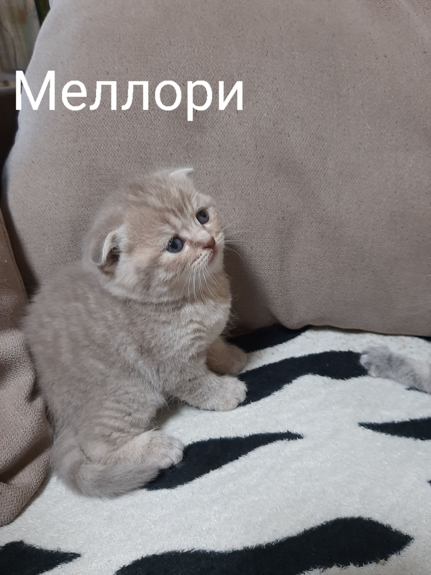 Шотландские котята