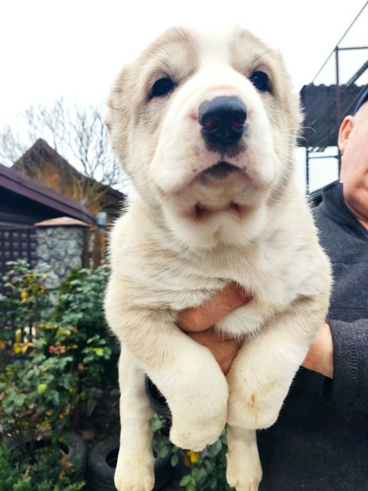 Цуценята САО(алабай) Середньоазіатська вівчарка