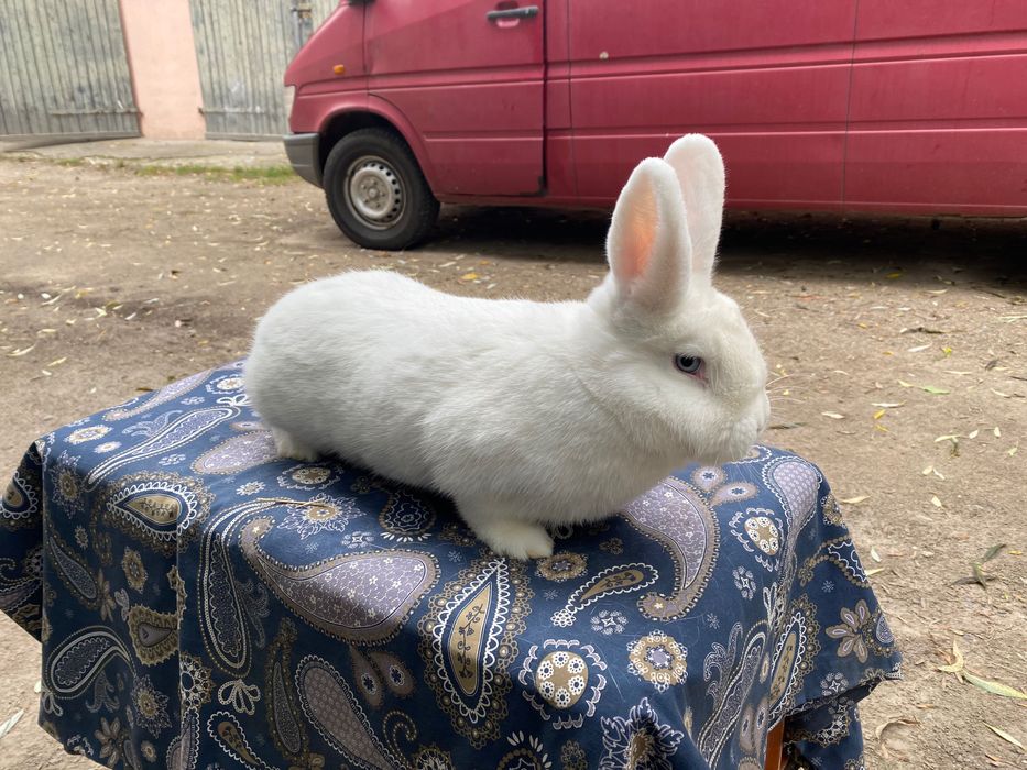 Wiedeński BIAŁY Samiczki do wyboru 4szt