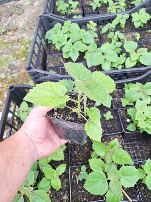 Drzewa tlenowe Paulownia Shan Tong w doniczkach p9