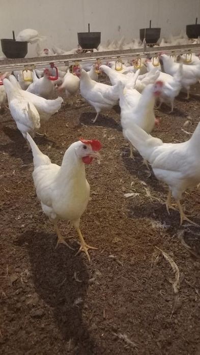 Kury Nioski Leghorn 24 tygodnie! Wysyłka od 10 sztuk.