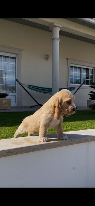 cocker spaniel inglês macho