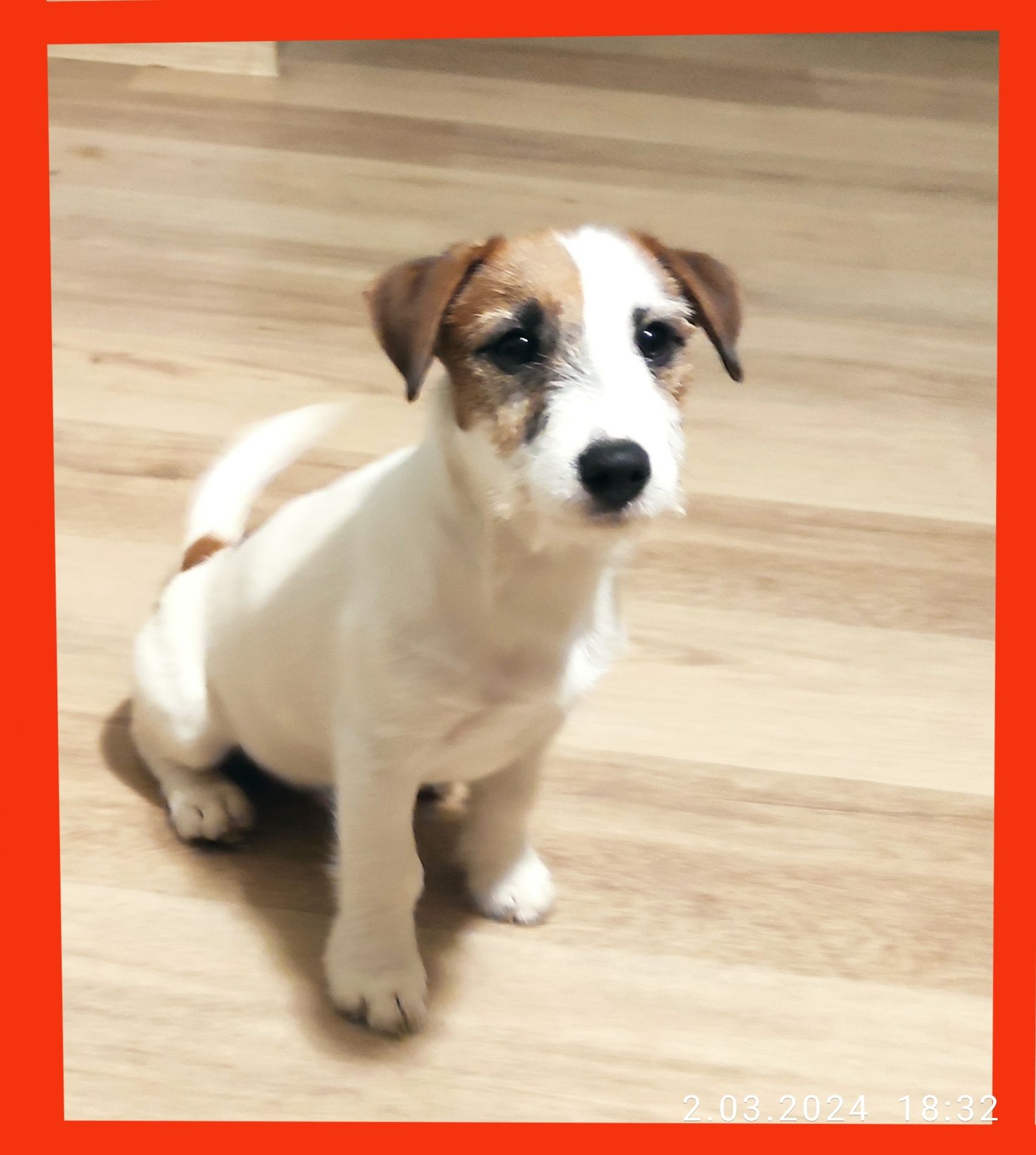 Jack Russell Terrier Szczenię ,piesek  ZKWP FCI