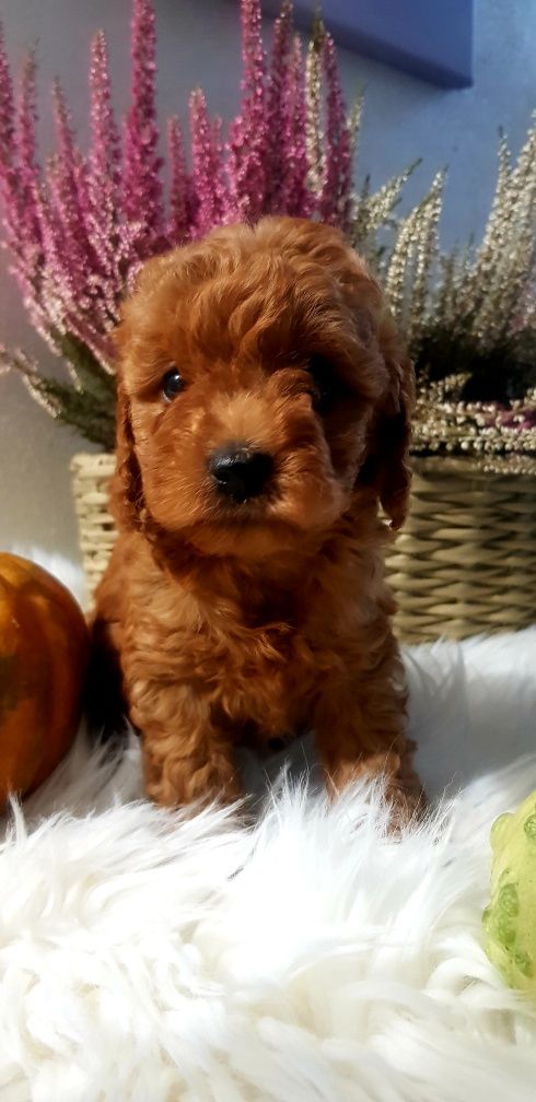Cavapoo f1 b chłopiec