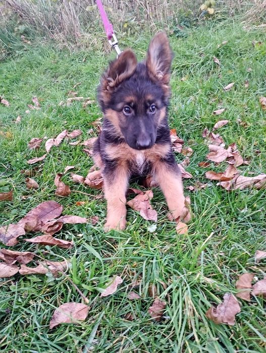 Owczarek Niemiecki SZCZENIAK