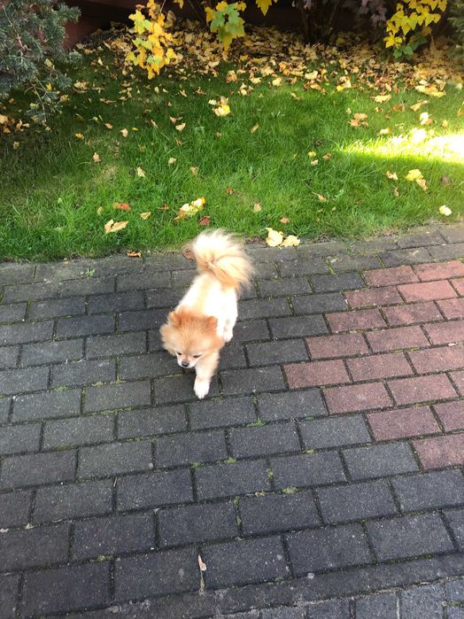 Szpic miniaturowy  pomeranian dorosla sunia