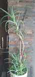 Aloes roślina lecznicza  100 CM-przeziebienie